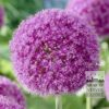 Allium (ail d'ornement) giganteum (16006)