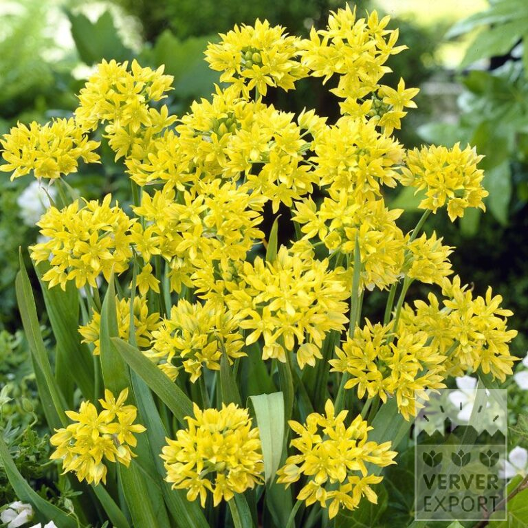 Allium (ail d'ornement) moly (16010)