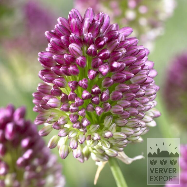 Allium (ail d'ornement) sphaerocephalon (16012)