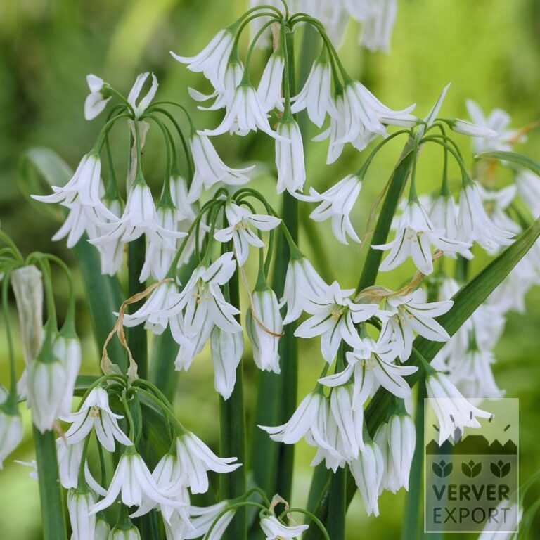 Allium (ail d'ornement) triquetrum (16014)