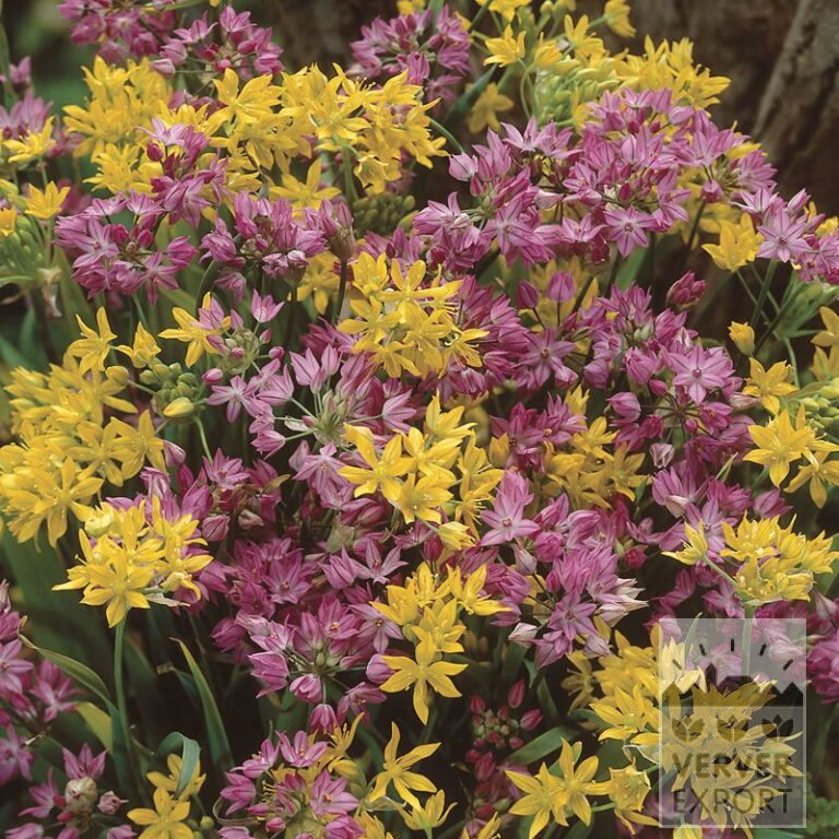 Allium (ail d'ornement) En mélange (16015)