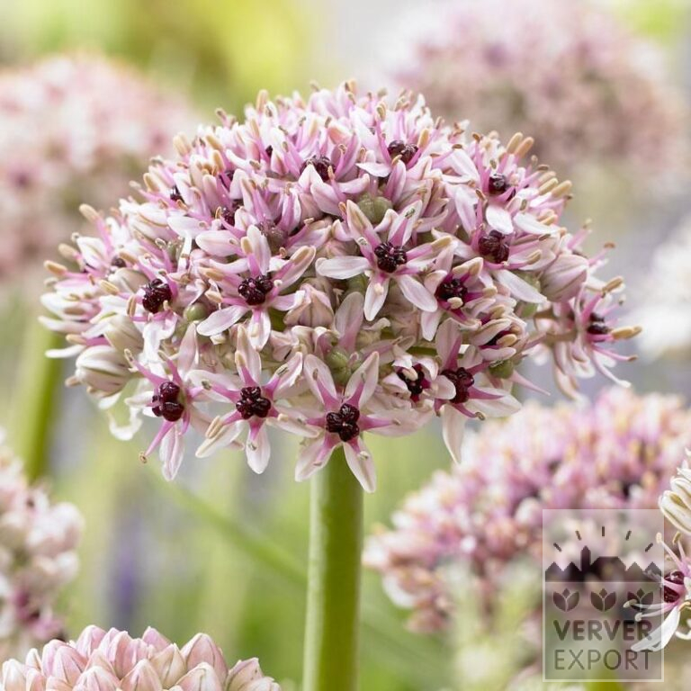 Allium (ail d'ornement) 'Silver Spring' (16016)