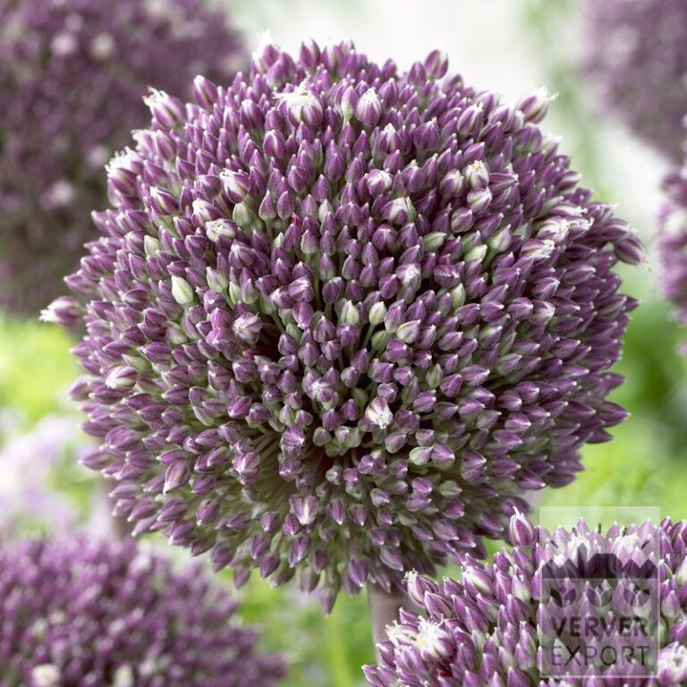 Allium (ail d'ornement) 'Summer Drummer' (16018)