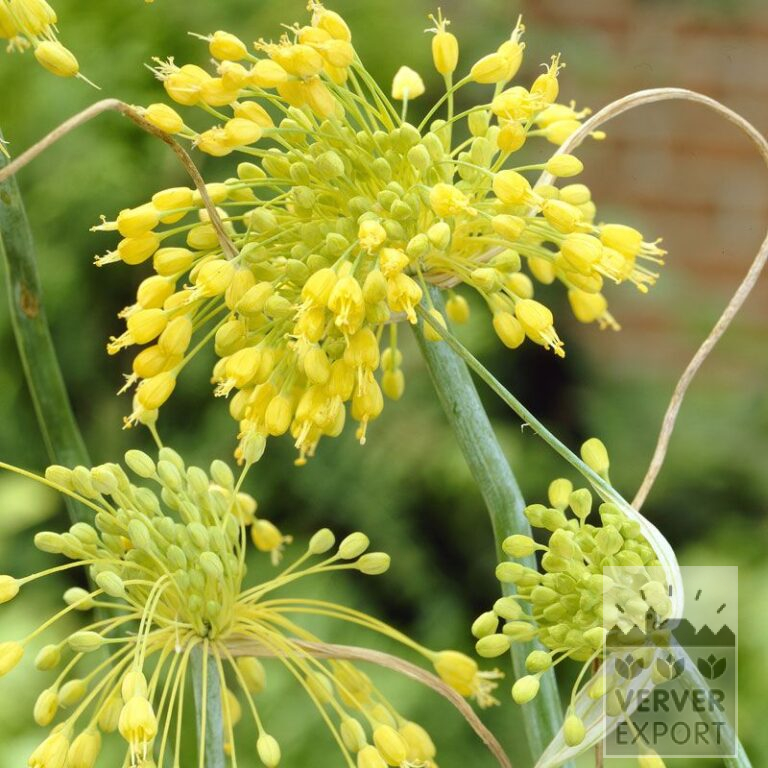 Allium (ail d'ornement) flavum (16020)