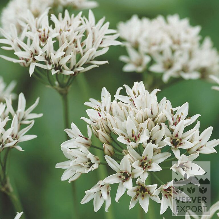 Allium (ail d'ornement) 'Graceful' (16022)