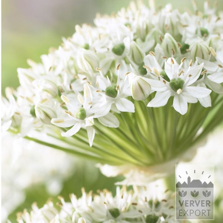 Allium (ail d'ornement) nigrum (16023)