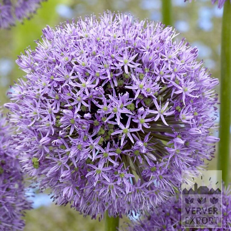 Allium (ail d'ornement) 'Gladiator' (16025)
