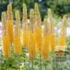 Eremurus ruyter 'Emmy Ro' (16044)