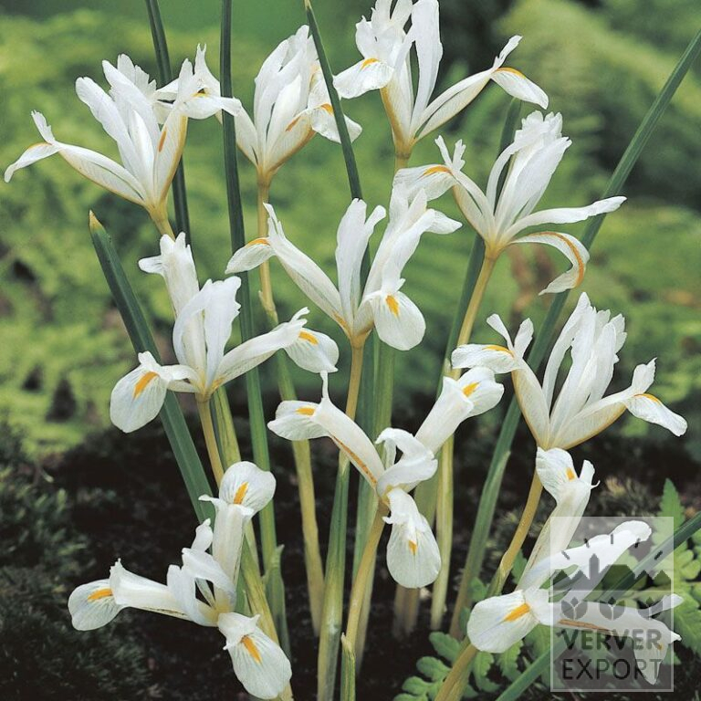 Iris botanique reticulata 'Natasha' (16076)