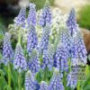 Muscari armeniacum (16079)