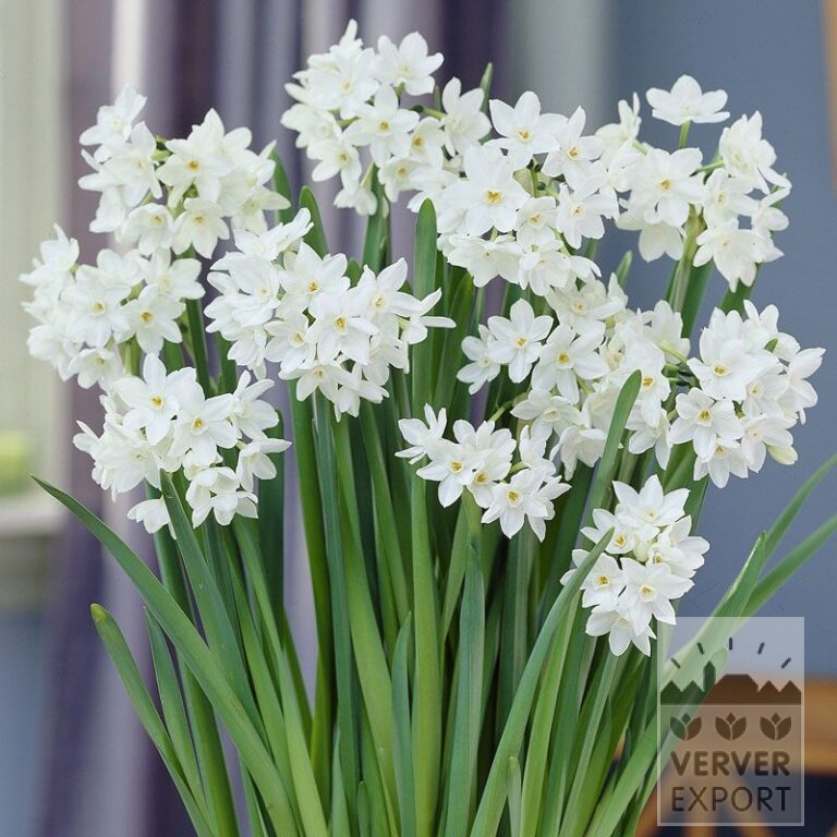 Narcisses paperwhites 'Ziva' (16108)