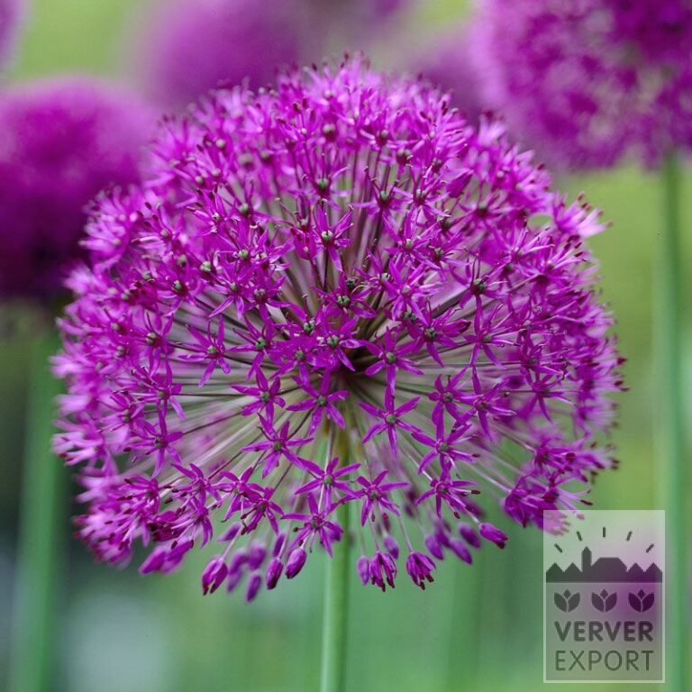 Allium (ail d'ornement) aflatunense 'Purple Sensation' (16134)
