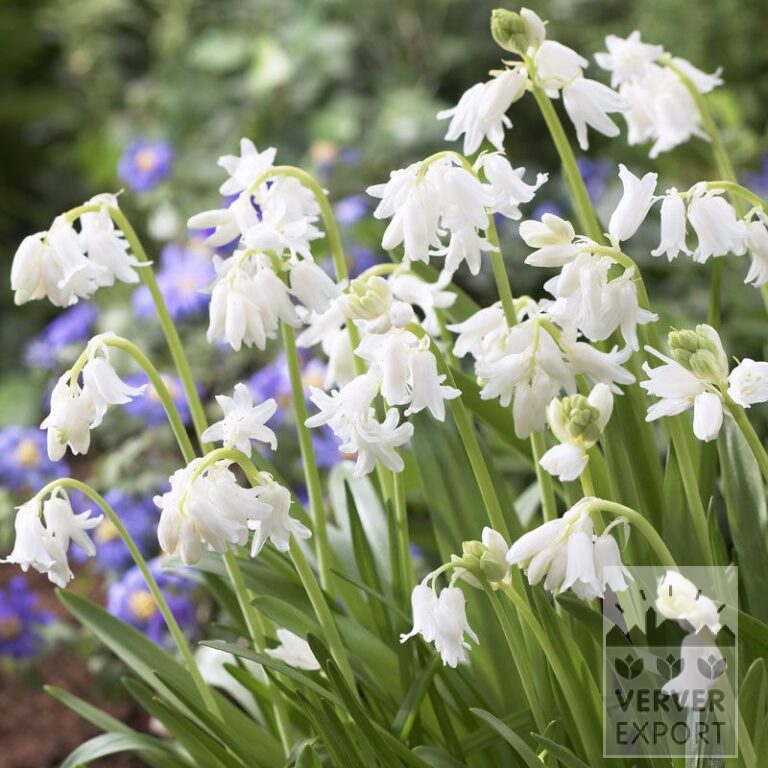Hyacinthoides hispanica blanc (16147)