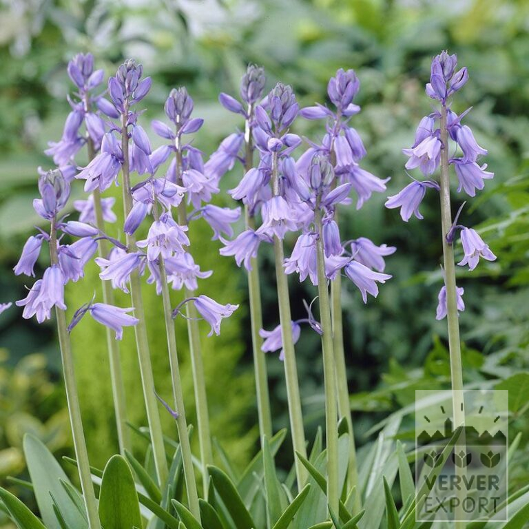 Hyacinthoides hispanica bleu (16149)