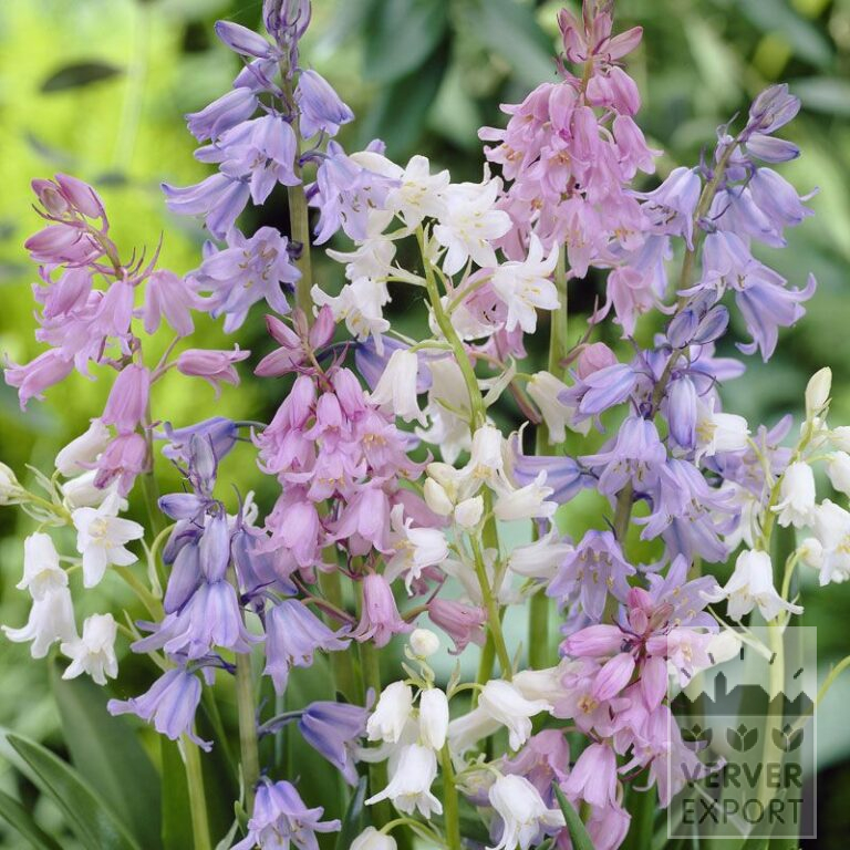 Hyacinthoides hispanica en mélange (16150)