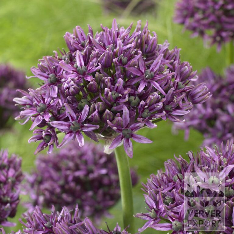 Allium (ail d'ornement) 'Mercurius' (16180)