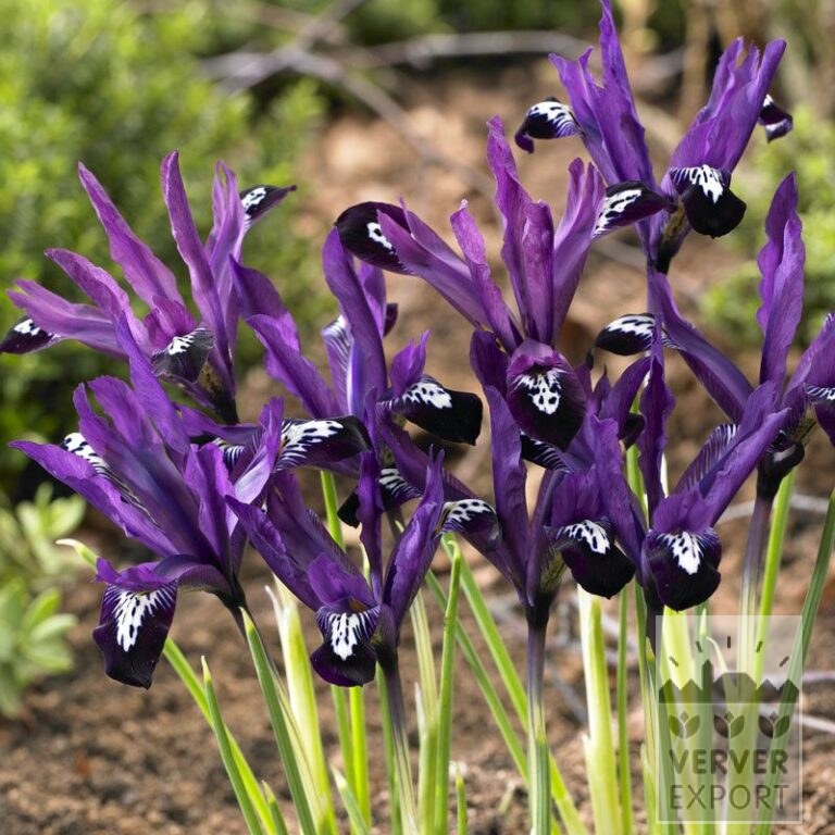 Iris botanique reticulata 'Pauline' (16190)
