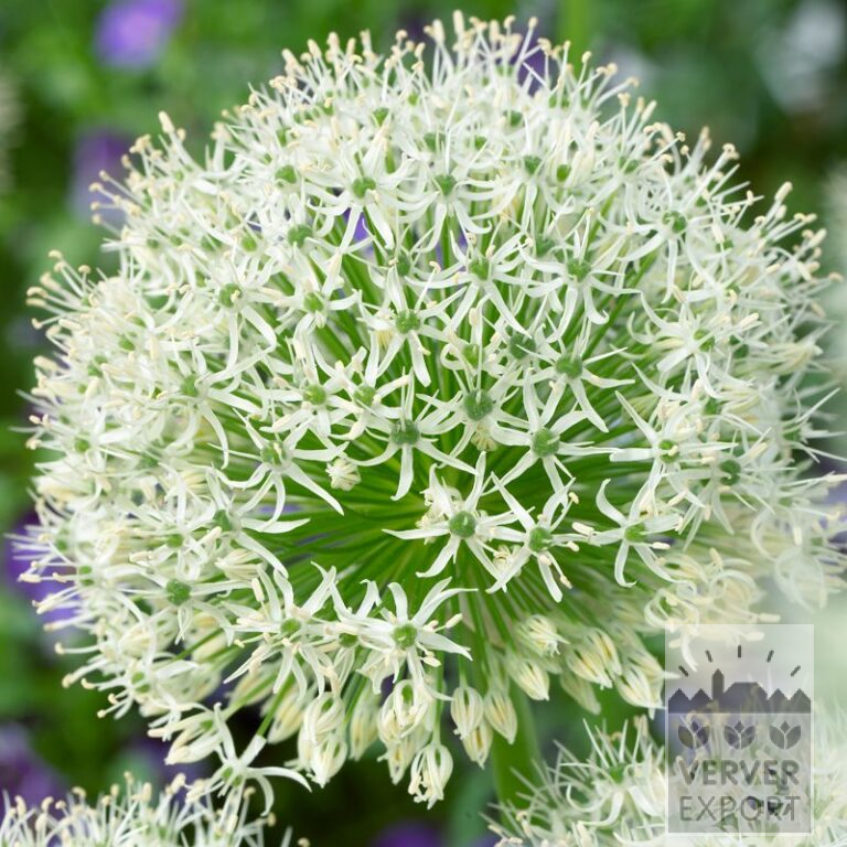 Allium (ail d'ornement) 'White Giant' (16191)