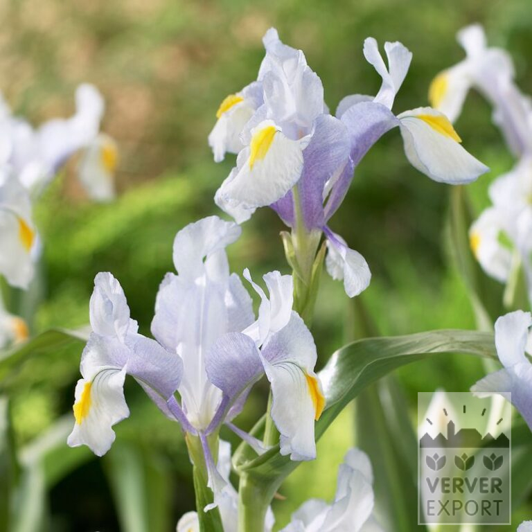 Iris botanique magnifica (16193)