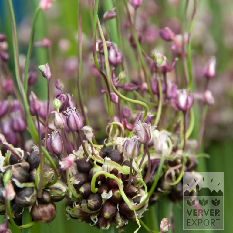 Allium (ail d'ornement) scorodoprasum 'Art' (16209)