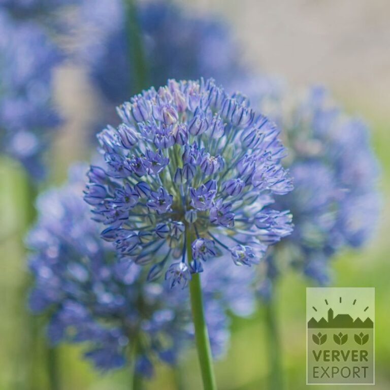 Allium (ail d'ornement) caesium (16210)