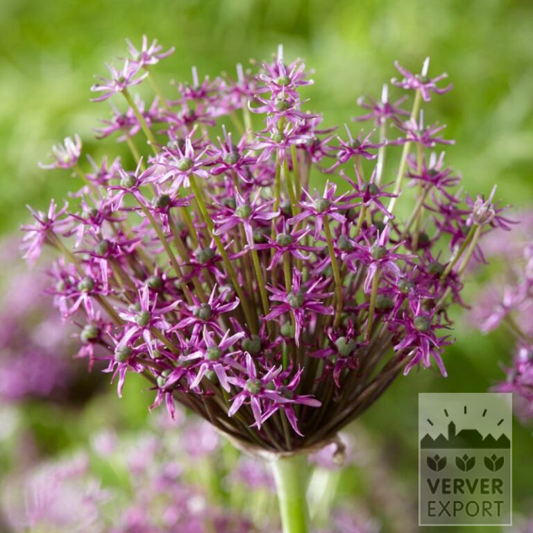 Allium (ail d'ornement) 'Miami' (16212)