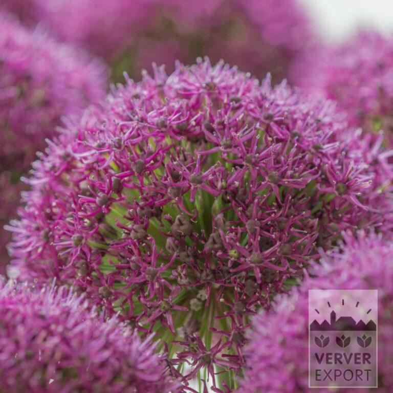 Allium (ail d'ornement) 'Ostara' (16213)