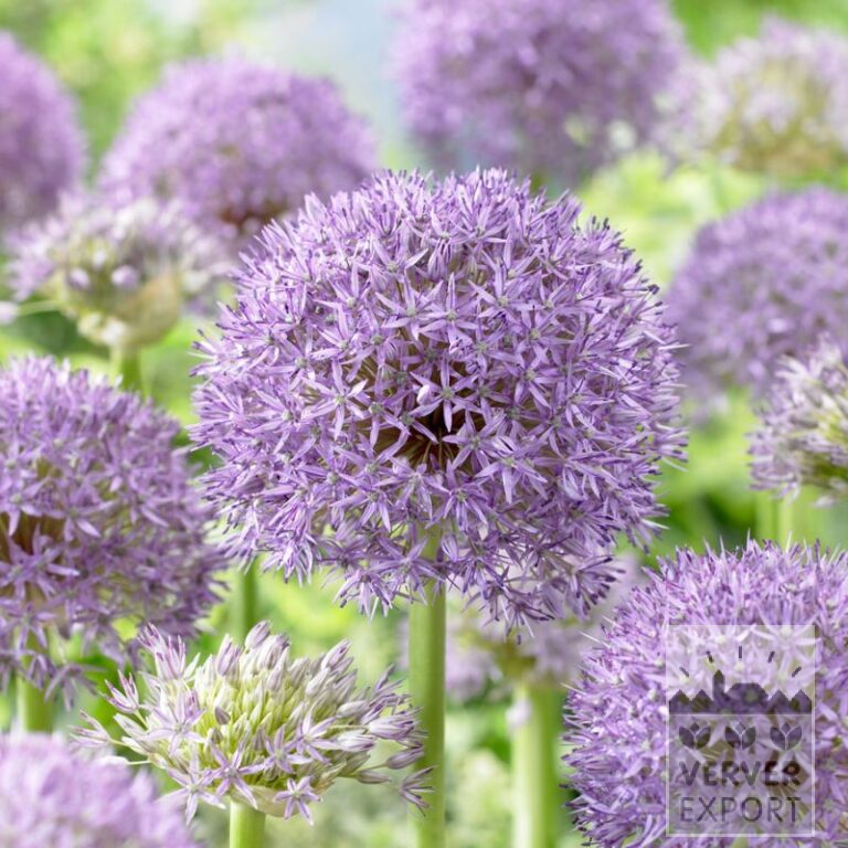 Allium (ail d'ornement) 'Pinball Wizzard' (16214)