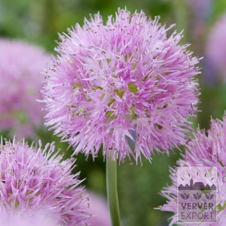 Allium (ail d'ornement) carolinianum 'Rosy Dream' (16217)