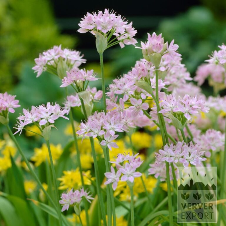Allium (ail d'ornement) unifolium (16223)