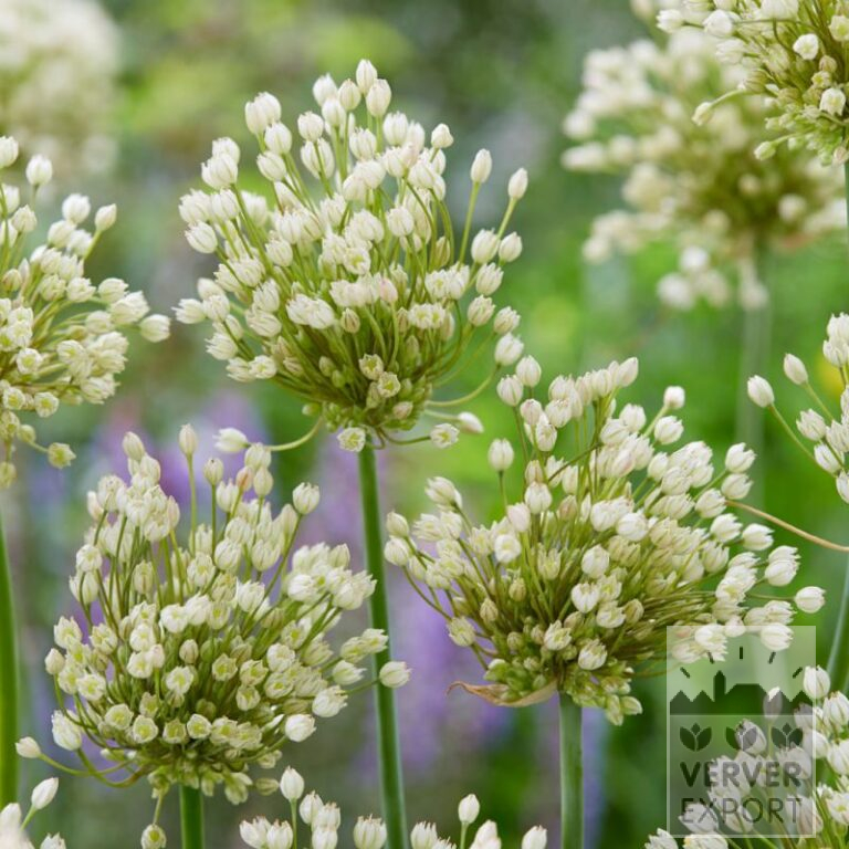 Allium (ail d'ornement) convallarioides blanc (16225)