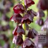 Fritillaria persica 'Purple Dynamite' (16230)