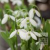 Galanthus elwesii 'Mount Everest' (16233)