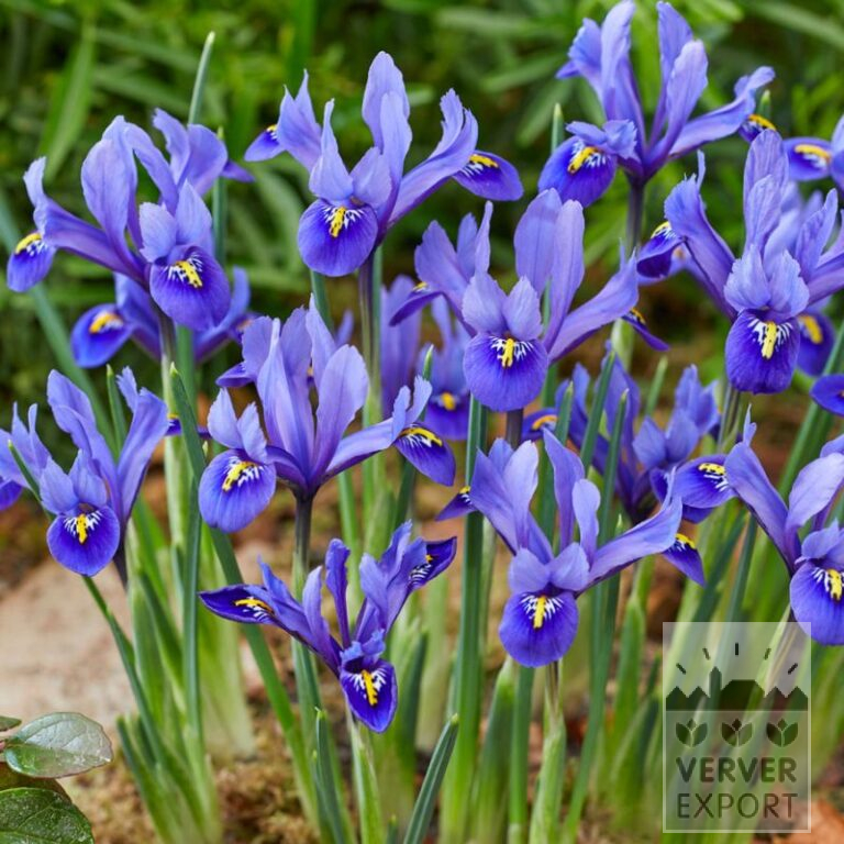 Iris botanique reticulata 'Harmony' (16237)