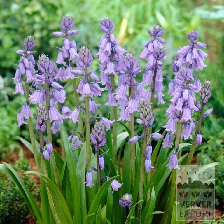 Bulbes Bio bio Hyacinthoides hispanica bleu (16602)