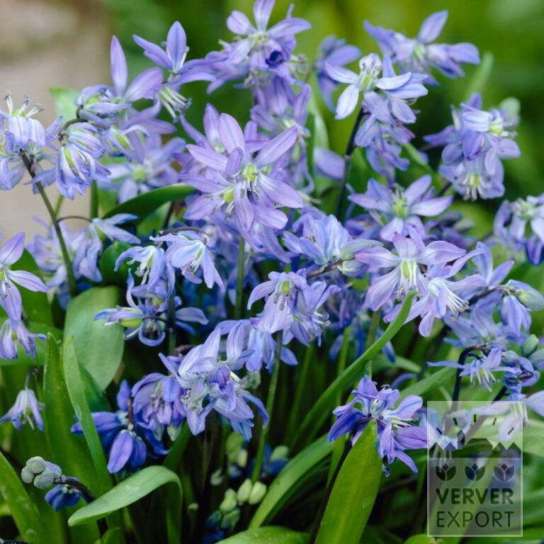 Bulbes Bio bio Scilla siberica (16603)