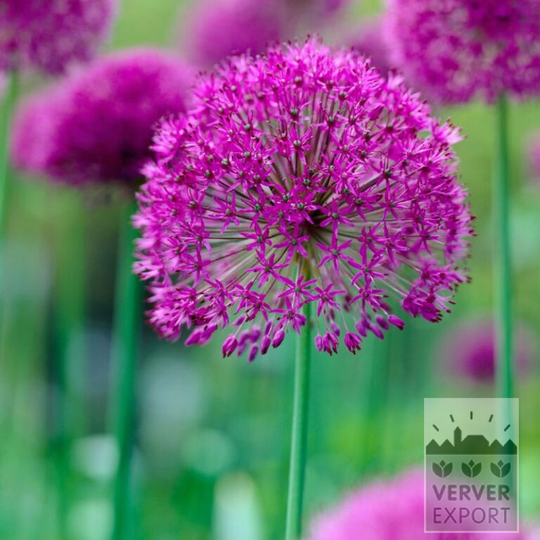 Bulbes Bio bio Allium aflatunense 'Purple Sensation' (16604)