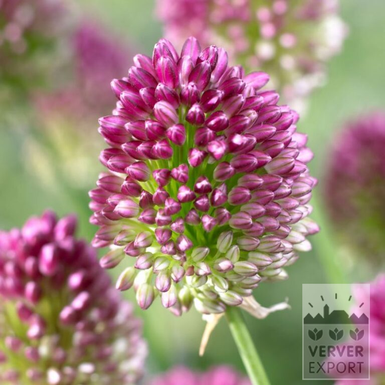 Bulbes Bio bio Allium sphaerocephalon (16605)