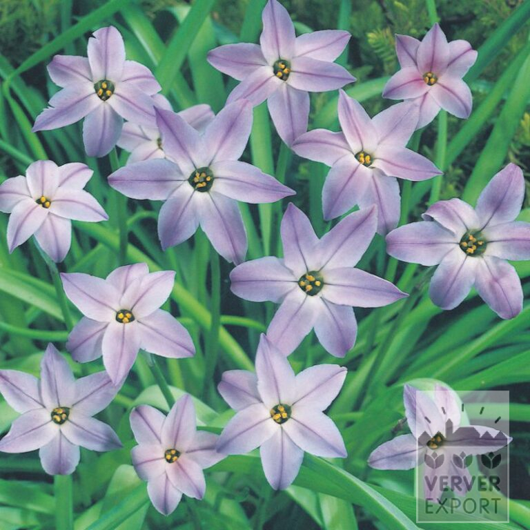 Bulbes Bio bio Ipheion uniflorum (16606)