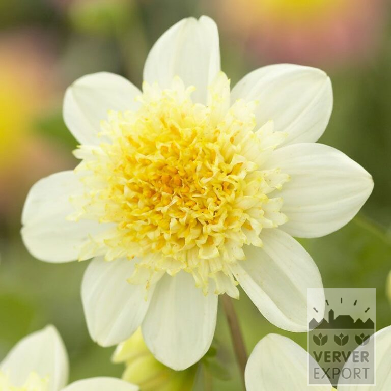 Dahlia 'Toto' (22013)