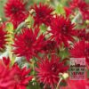 Dahlia 'Red Pigmy' (22024)