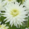 Dahlia 'My Love' (22047)