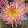Dahlia 'Sangria' (22053)