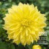 Dahlia Pré-Cultivés 'Kelvin Floodlight' (30034) – Image 2
