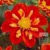Dahlia 'Alstergruss' (22106)