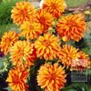 Dahlia 'Swing' (22144)