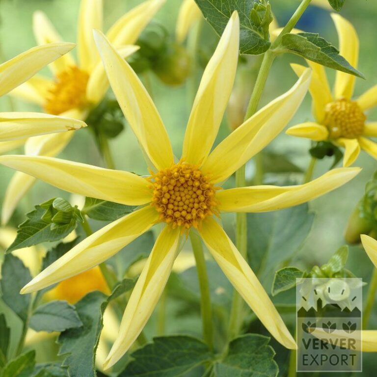 Dahlia Honka Jaune (22198)