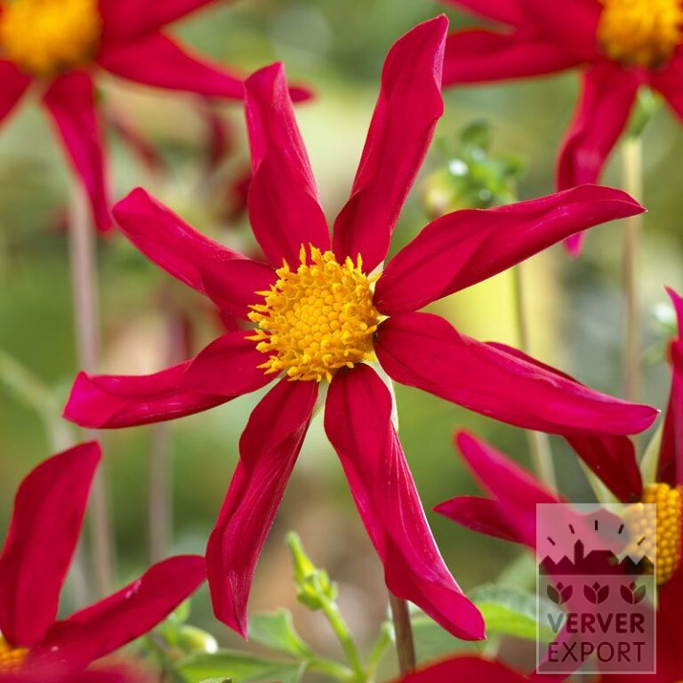 Dahlia Honka Rouge (22199)