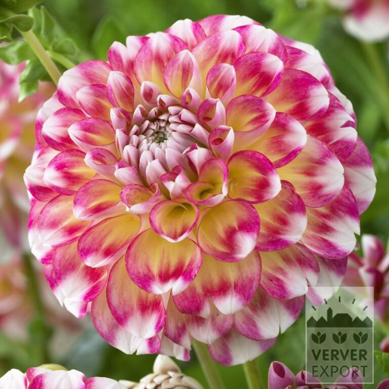 Dahlia 'Hawaii' (22205)