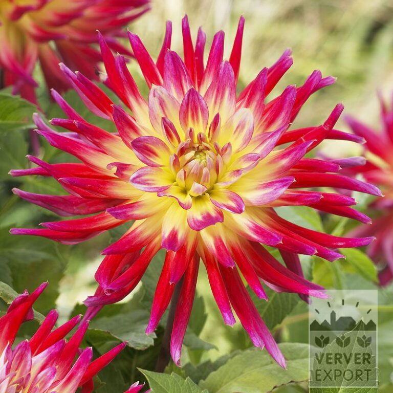 Dahlia 'Bora Bora' (22216)